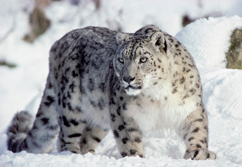 snow leopard